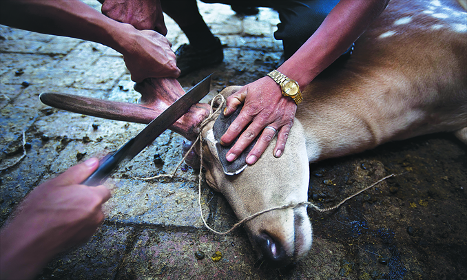 Antlers are cut from a tranquilized deer while its eye is covered with a cloth. Photo: CFP