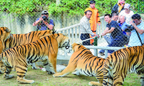 Visitors play tug of war with tigers at a zoo in Wuhan, Hubei Province, on September 30. Photo: CFP