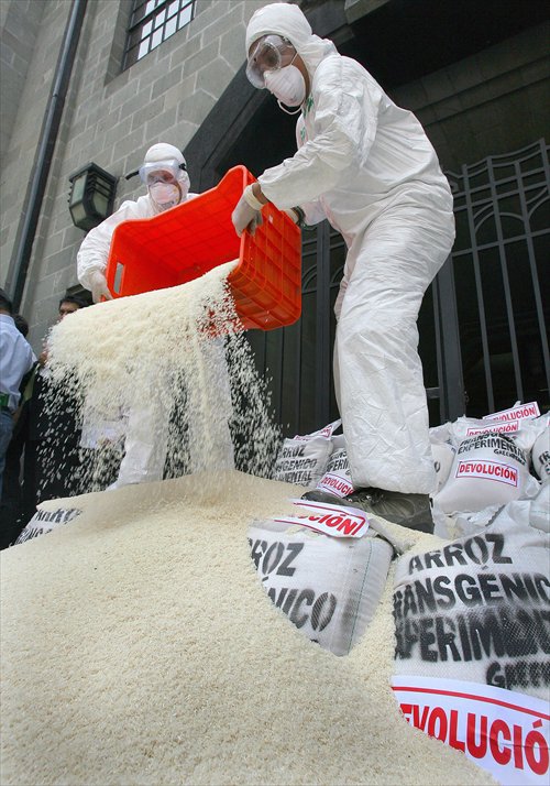 Activists with Greenpeace protest against genetically-modified rice imported into Mexico by pouring two tons of rice in front of government offices. Photo: IC