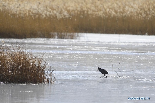 Photo taken on Jan. 7, 2013 shows the scenery of the Lhalu Wetland in Lhasa, capital of southwest China's Tibet Autonomous Region. The Lhalu Wetland is China's unique urban natural inland wetland with the highest altitude and largest acreage in the world. (Xinhua/Liu Kun)&nbsp; 