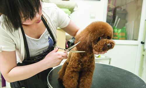 A 'teddy bear' dog gets a trim at the Ruowen Pet Salon. The salon's signature wild dye jobs can cost up to 8,000 yuan. Photo: Li Hao/GT