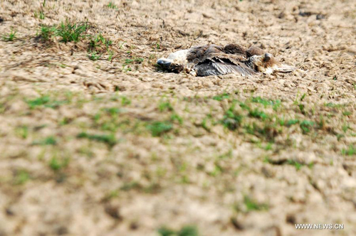 Photo taken on October 25, 2012 shows the dried-up lake bed of Poyang Lake nearby the Xingzi county in Jiujiang city of east China's Jiangxi Province. China's largest freshwater lake, Poyang Lake, has seen a low water level in recent days, with the water-surface area shrinking from this year's record of 3,990 square km to the current 1,060 square km. Photo: Xinhua