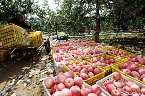 A fruit grower harvests apples in an orchard in Dongjing Village, Yongxiang Township of Luochuan County, Northwest China's Shaanxi Province, September 23, 2012. The apple-planting area in Luochuan covers 500,000 mu (about 33.333 heactares), which could yield to an estimated yearly production of 700,000 tonnes. Photo: Xinhua