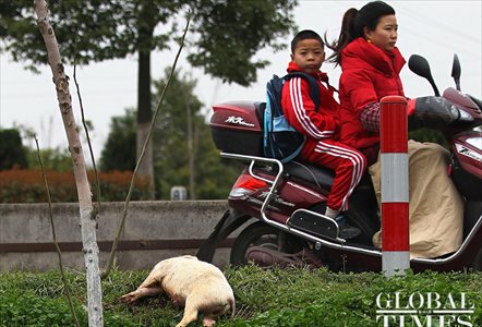A boy and his mother drive past a dead pig on the roadside. Photo: Yang Hui / GT