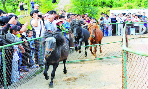 Visitors watch miniature horses race at a wild animal zoo in Qingdao, Shandong Province, on October 3. Photo: CFP