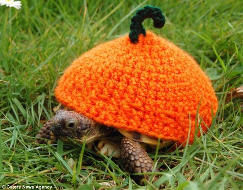 Canadian Katie Bradley has created hand-crocheted tortoise and turtle jumpers to keep pet turtles warm. (Photo Source: huanqiu.com)