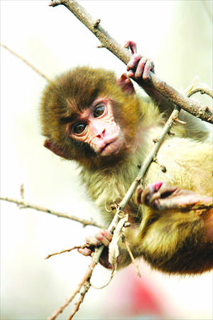  3. A rhesus monkey 