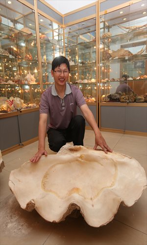 The shell collector He Jing poses with a rarely seen giant shell in his museum. Photos: Cai Xianmin/GT