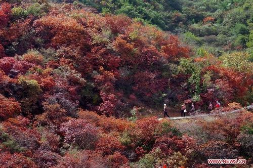 Tourists enjoy autumn red leaves in the Changshou Mountain Scenic Area in Gongyi, Central China's Henan Province, October 23, 2012. Photo: Xinhua