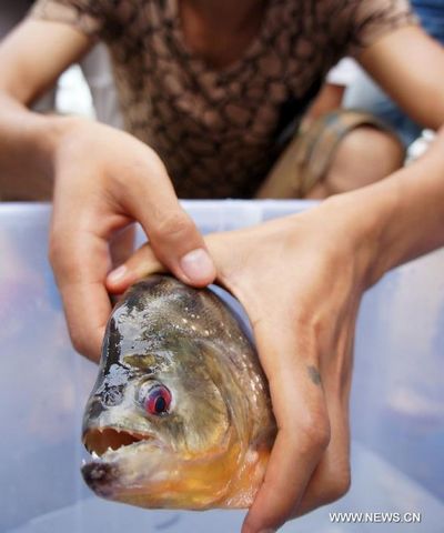 Photo taken on July 7, 2012 shows a piranha with sharp teeth in Liuzhou, South China's Guangxi Zhuang Autonomous Region. Recently, two people were bitten in the Liujiang River by piranhas originating from South America. The number of piranhas in the Liujiang River is under investigation and relevant departments will soon take corresponding measures. Photo: Xinhua