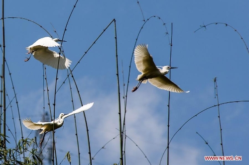 Waterfowls are seen in the Three Gorges Reservoir in Yunyang County in southwest China's Chongqing, March 26, 2013. Improved environment near the reservoir has allowed superb conditions for birds to live. (Xinhua/Chen Jianhua)