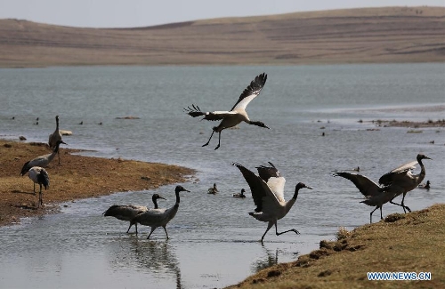  Black-necked cranes are seen at the Dashanbao Black-Necked Crane National Nature Reserve in Zhaotong, southwest China's Yunnan Province, March 22, 2013. Dashanbao Reserve is the biggest wintering habitat for black-necked cranes in China. (Xinhua/Liang Zhiqiang)  
