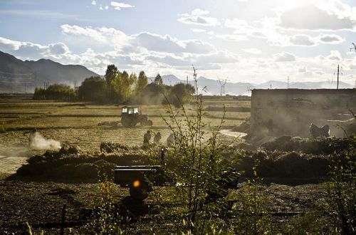 Photo taken on October 1, 2012 shows flowers near Gyangze County, Southwest China's Tibet Autonomous Region. Photo: Xinhua