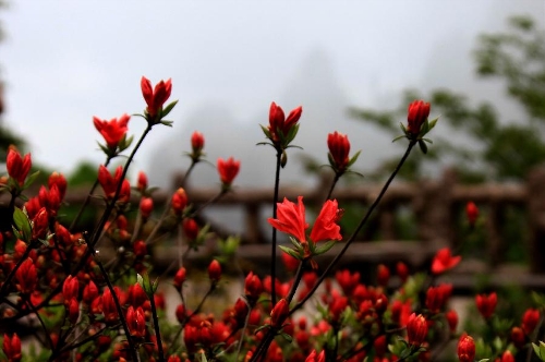 Photo taken on May 7, 2013 shows the azaleas blossom at the Huangshan Mountain scenic spot in Huangshan City, east China's Anhui Province. (Xinhua/Shi Guangde) 