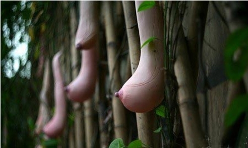 Breast-like fruit in Vietnam - Global Times