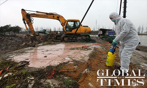 An employee from the Shanghai Agriculture Committee sterilizes the site where dead pigs were buried on March 13. Photo: Cai Xianmin/GT