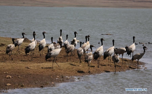  Black-necked cranes are seen at the Dashanbao Black-Necked Crane National Nature Reserve in Zhaotong, southwest China's Yunnan Province, March 22, 2013. Dashanbao Reserve is the biggest wintering habitat for black-necked cranes in China. (Xinhua/Liang Zhiqiang)  