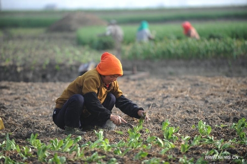 A farmer plants vegetable seedlings in the field in Xinghua City, east China's Jiangsu Province, March 10, 2013. As weather warms up, farmers in Xinghua are busy with spring ploughing. (Xinhua/Shen Peng)