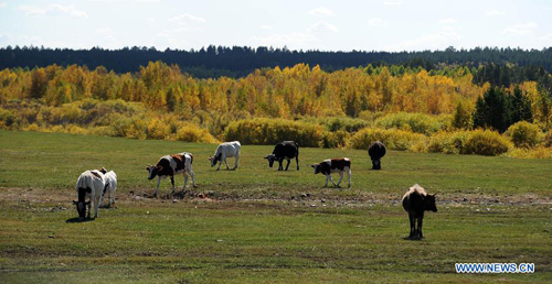 Cows graze on a pasture in Evenk Autonomous Banner of Hulunbuir city, North China's Inner Mongolia Autonomous Region, September 19, 2012. Photo: Xinhua