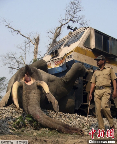 An adult tusker was killed by a speeding train at Damanpur under Buxa Tiger Reserve, West Bengal, India, March 5, 2013. (Photo Source: chinanews.com)