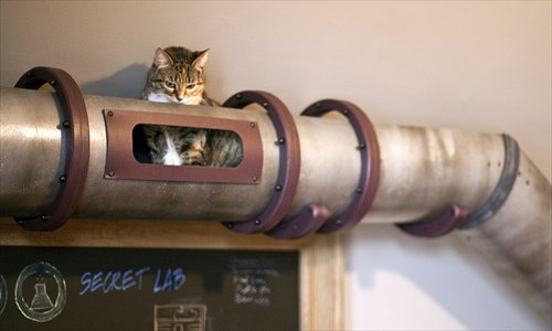 A kitty sits pretty in a special tube, part of a network of bridges and cat-sized doorways made for felines. California-based design-build and architecture company called Because We Can originally came up with the clever contraption for their own office cat. Photo: IC