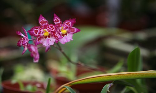 A hybrid rchid bred by Sánchez Photos: Cai Xianmin/GT