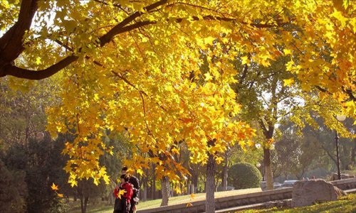 Photo taken on November 17, 2012 shows the scenery of maple trees of Qianfo Mountain, or the Thousand Buddha Mountain, in Jinan, capital of east China's Shandong Province.Photo: Xinhua
