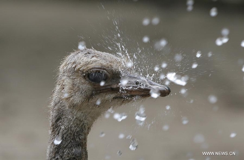 An ostrich is splashed with water at a zoo in Fuyang City, east China's Anhui Province, June 18, 2013. The highest temperature in many parts of China reached 37 degrees centigrade Wednesday. (Xinhua/Lu Qijian)