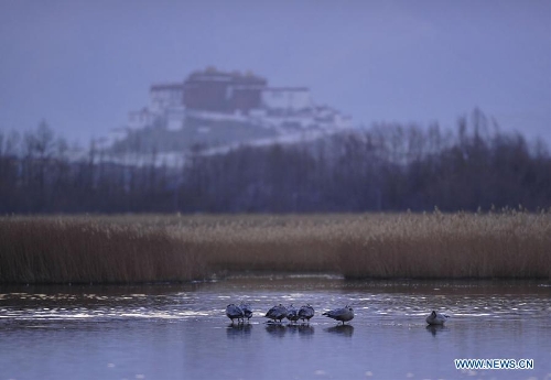 Photo taken on March 14, 2013 shows the scenery at the Lhalu wetland state nature reserve in Lhasa, capital of southwest China's Tibet Autonomous Region. (Xinhua/Liu Kun)  
