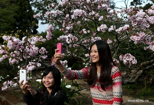 &nbsp;Tourists take photos of cherry blossoms in the Alishan Scenic Area in Chiayi, southeast China's Taiwan, March 26, 2013. (Xinhua/Xie Xiudong) 