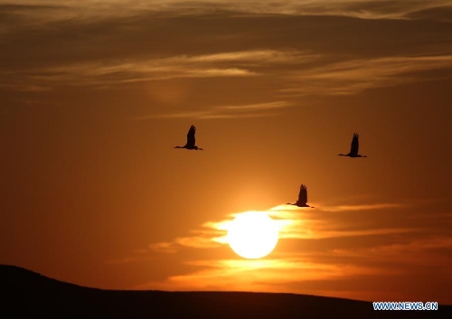  Black-necked cranes are seen at the Dashanbao Black-Necked Crane National Nature Reserve in Zhaotong, southwest China's Yunnan Province, March 22, 2013. Dashanbao Reserve is the biggest wintering habitat for black-necked cranes in China. (Xinhua/Liang Zhiqiang)  