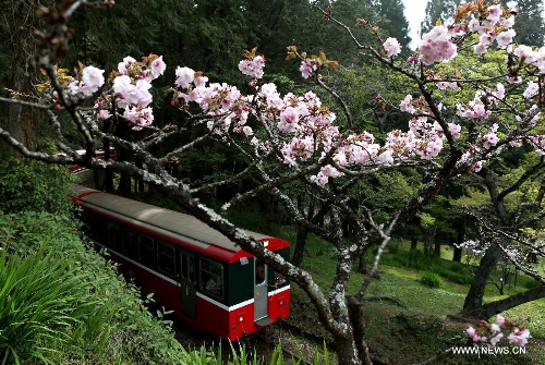 A train of the Alishan Forest Railway runs past a bunch of cherry blossoms in the Alishan Scenic Area in Chiayi, southeast China's Taiwan, March 26, 2013. (Xinhua/Xie Xiudong) 