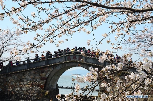 Tourists enjoy cherry blossoms in full bloom at the Yuantouzhu scenic spot in Wuxi, east China's Jiangsu Province, March 21, 2013. (Xinhua/Huan Yueliang) 