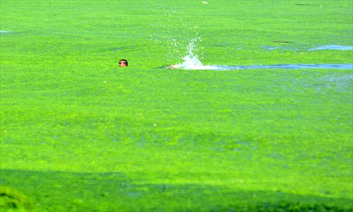 A man cuts a swath as he swims through a carpet of green algae which surrounds the coastline around Qingdao, Shandong Province on Wednesday. The large extent of the algae, or enteromorpha prolifera, makes it the worst algae invasion since 2008. Photo: CFP