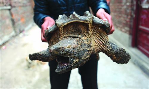 A snapping turtle, originated from the Americas, is discovered in the wilderness by a local resident in Tangyin, Henan Province, on April 1. Photo: CFP