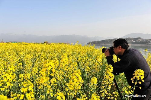  A visitor takes photo of rape flowers in Muyu Island of Maoping Town in Zigui County, central China's Hubei Province, March 3, 2013. (Xinhua/Wang Huifu) 