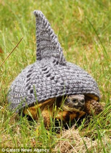 Canadian Katie Bradley has created hand-crocheted tortoise and turtle jumpers to keep pet turtles warm. (Photo Source: huanqiu.com)