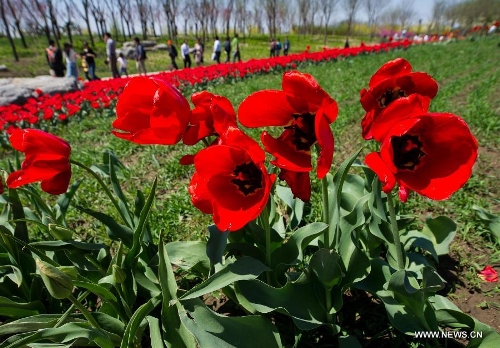 Tulip blossom at the Beijing International Flower Port in Beijing, capital of China, April 29, 2013. A tulip cultural gala was held here, presenting over 4 million tulips from more than 100 species. (Xinhua/Luo Xiaoguang) 