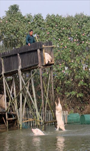 Huang Demin, a villager in Ningxiang county, Hunan Province, drives his pigs into water Sunday to improve their immune systems, appetites, and growth. He also claims that the practice makes for tastier pork. Photo: CFP