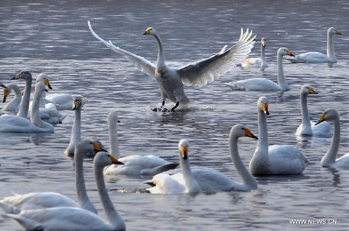 White swans are seen at the Yellow River wetland in Sanmenxia, central China's Henan Province, Jan. 5, 2013. (Xinhua/Wang Song)&nbsp; 