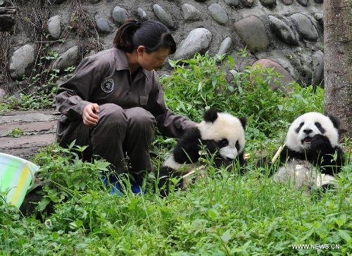  A feeder tries to relax panda cubs at the Bifengxia Panda Base, located about 20 km from the epicenter of a 7.0-magnitude earthquake on April 20, in Ya'an City, southwest China's Sichuan Province, April 24, 2013. Giant panda habitats near the epicenter of the earthquake that jolted Lushan County of Ya'an City have suffered only minor effects from the natural disaster. All 61 giant pandas at Bifengxia Panda Base are safe, according to local authorities. (Xinhua/Li Ziheng)&nbsp; 