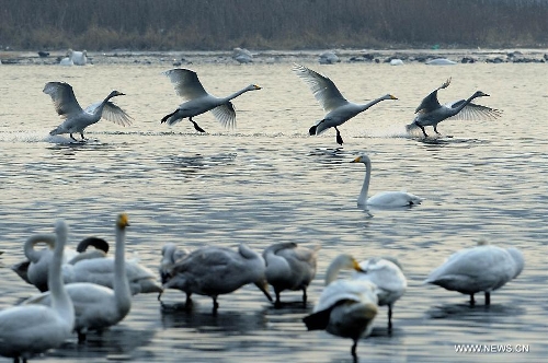   White swans are seen at the Yellow River wetland in Sanmenxia, central China's Henan Province, Jan. 5, 2013. (Xinhua/Wang Song)  