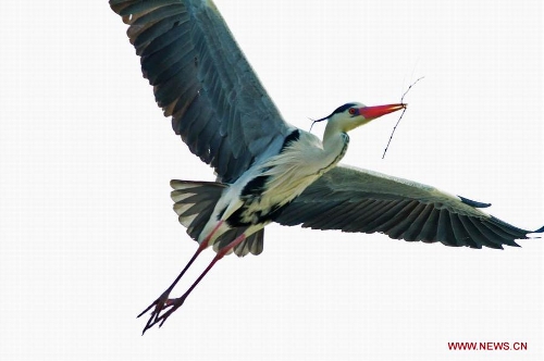 A waterfowl is seen in the Three Gorges Reservoir in Yunyang County in southwest China's Chongqing, March 29, 2013. Improved environment near the reservoir has allowed superb conditions for birds to live. (Xinhua/Chen Jianhua)
