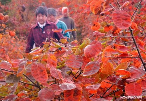 Tourists enjoy autumn red leaves in the Changshou Mountain Scenic Area in Gongyi, Central China's Henan Province, October 23, 2012. Photo: Xinhua