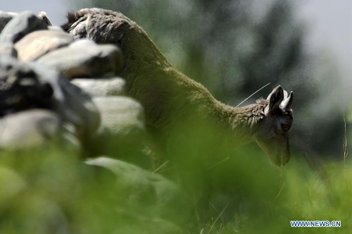  A blue sheep is seen in the Helan mountain area in northwest China's Ningxia Hui Autonomous Region, May 30, 2013. Helan mountain area has become world's heaviest inhabited area for blue sheep as the number reached over 20,000 currently due to enhanced wildlife reservation. (Xinhua/Li Ran) 