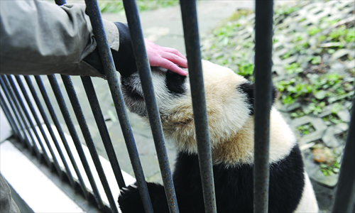 Li Denghe strokes a panda in December, 2012. Photo: CFP