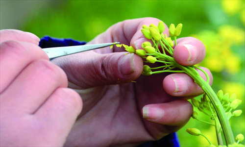 GM foods attract a lot of controversy, but could they be a good way of dealing with pressure on resources? Photos: CFP 4