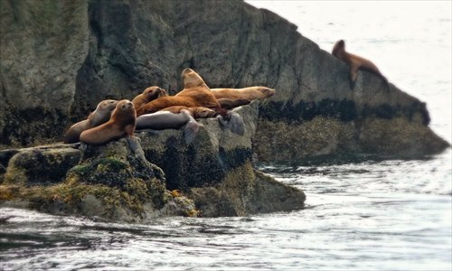 A pack of sea lions laze on a rock above their watery playground in the Alaska SeaLife Center in Resurrection Bay, Seward.  Photo: Courtesy of Jennifer 