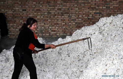 A worker sorts raw cotton collected from local farmers in Qingtou Town, Yongji city of North China's Shanxi Province, October 15, 2012. As one of the largest cotton production areas in north China, Yuncheng has witnessed cotton harvest this year. Photo: Xinhua