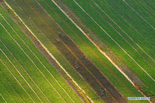 Photo taken on April 10, 2013 shows the scenery of rice field in Mekong Delta, Vietnam. The Mekong Delta is considered as the largest rice granary and rice export centre in Vietnam. (Xinhua/VNA) 
